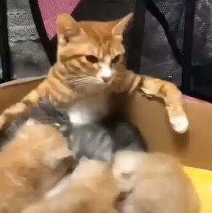 Meet your Posher, Paul